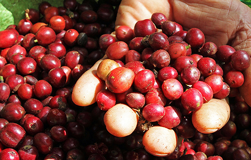 최고의 생두로 완성되는 커피 한 잔